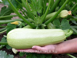 Кабачок Генри - Партнер фото 3