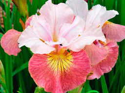 Ирис Sugar Rush (Шуга Раш) - Долина роз фото 3