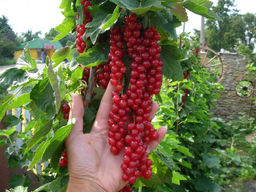 Смородина красная Ровада Смородина красная Ровада