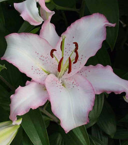 ЛИЛИЯ Бразилия Разбор 12/14 Кол-во упак., шт 5