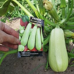 Кабачок РУССКИЙ ДЕЛИКАТЕС  Цукини! Отменный вкус! Стабильно высокая урожайность в любую погоду! - Уральский дачник фото 3