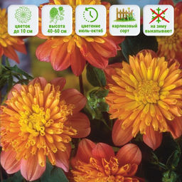 Георгина Хани бордюрная