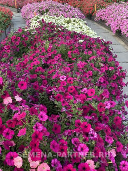 Петуния Амбре Элоиз каскадная пурпурная - Партнер фото 4