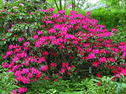 Рододендрон Гартендиректор Глокер - Долина роз фото 2