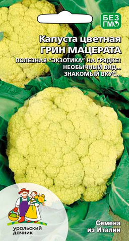 Капуста цветная ГРИН МАЦЕРАТА  Полезная экзотика на грядке! Необычный вид и знакомый вкус!