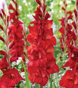 ГЛАДИОЛУС Йоска Брюин Разбор 10/12 Кол-во упак., шт 8