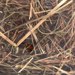 Сено луговое с веточками смородины Пижон для грызунов, 20 л, 500 г  фото 4