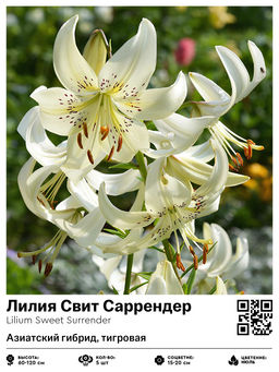 Лилия Свит Саррендер (Азиатский гибрид, тигровая)