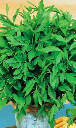 Любисток УДАЛЕЦ Имеет мочегонное и отхаркивающее действие, улучшает пищеварение, идеально подойдёт для мясных и рыбных блюд!