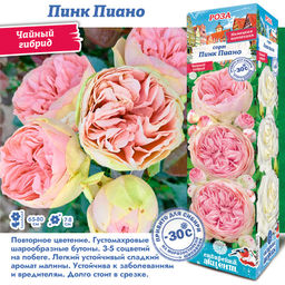 Роза Пинк Пиано (Чайно-гибридная) 1шт