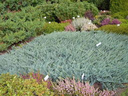 Можжевельник горизонтальный Блю Чип - Долина роз фото 3