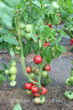 Томат Папина Дочка - Партнер фото 7