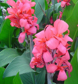 КАННА Кримсон Бьюти Разбор I Кол-во упак., шт 1