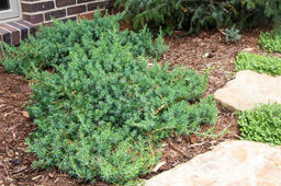 Можжевельник Блю Пацифик (3х летняя, 2-3л горшок) - 1000корней фото 2