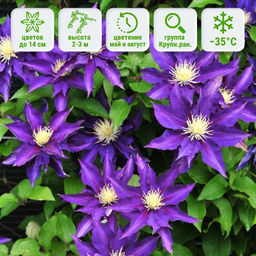 Клематис Хакуоокан