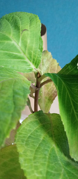 Гортензия крупнолистная Ю энд Ми Форевер