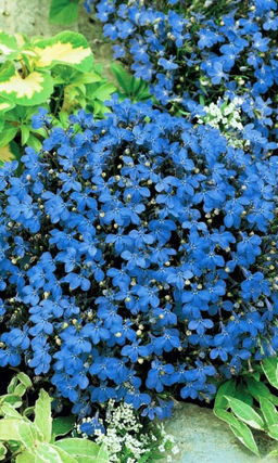 Лобелия КРИСТАЛЬНЫЙ ДВОРЕЦ