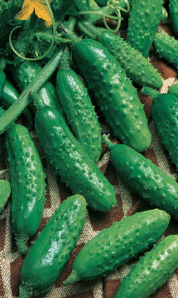 Огурец СИБИРСКИЙ ВЬЮГОВЕЙ F1 Повышенная холодостойкость! Высокая отдача раннего урожая! В засоле всегда хрустящий!