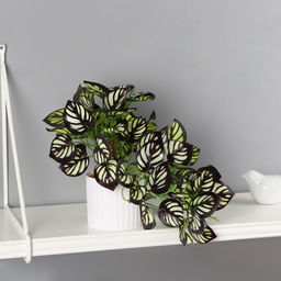 Искусственный цветок в горшке Калатея элегант, 9?19 см, зелёный