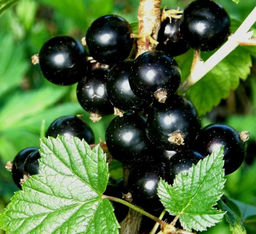 Смородина черная Верность (20-40 см)