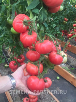 Томат Фамилия - Партнер фото 8