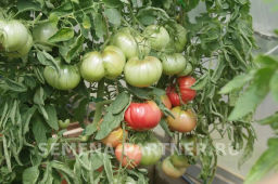 Томат Ладья - Партнер фото 8