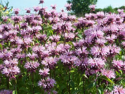 Монарда (бергамот) Бьюти Оф Кобхем - Долина роз фото 7