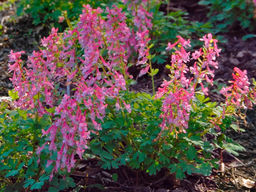 Хохлатка Бет Эванс