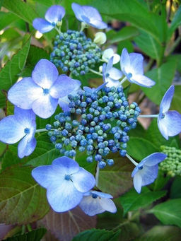 Гортензия крупнолистная Blue Wave (Блю Вейв) - Голландские луковицы фото 3