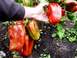 Перец Сладкий Гигантский — Big Bertha — Большая Берта