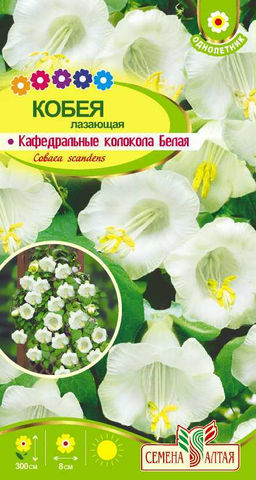 Кобея Лазающая белая Кафедральные колокола 5шт. (Семена Алтая)