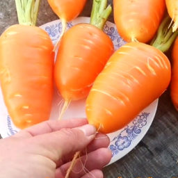 Гэрандская Древняя Крупная Полудлинная РАННЯЯ Морковь - Early Guerande Carrot - Дом помидоров фото 7