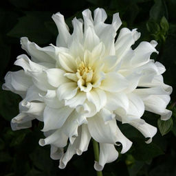 Георгина Аспен бордюрная - Долина роз фото 4