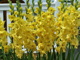 Гладиолус Jacksonville Gold (Джексонвилл Голд) 5 шт