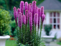 Лиатрис колосковидный (Spicata) 10шт - Долина роз фото 5