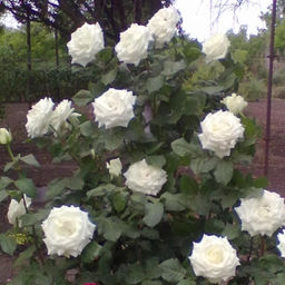 R076 БОИНГ