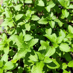 Мята Тайская