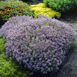 Тимьян лимоннопахнущий (горшок С2) - 1000корней фото 2