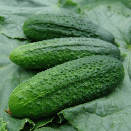6209U Огурец Новатор F1 5шт