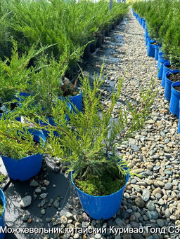 Можжевельник китайский Куривао Голд С3