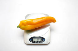 Перец сладкий Желтая капия - Партнер фото 6