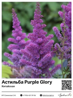 Астильба Purple Glory (Китайская)