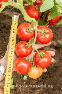 Томат Любаша - Партнер фото 6