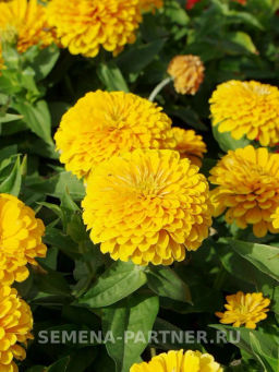 Цинния георгиновидная Сочные тропики Желтая Субмарина - Партнер фото 4