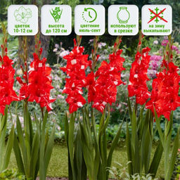 Гладиолус Кои Персьют 5 шт