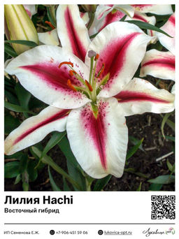 Лилия Hachi (Восточный ориентальный гибрид)