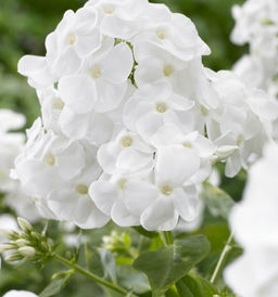 ФЛОКС Стар Энд Страйпс Разбор I Кол-во упак., шт 2