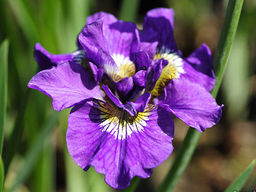 Ирис Double Standard (Дабл Стандарт) - Долина роз фото 2