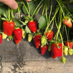 Клубника Клодия А 10шт/пучок