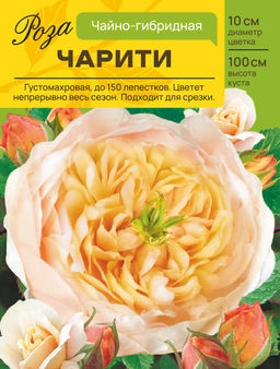 Роза Чарити (Английская) С ЦВ.НАКЛЕЙКОЙ 1шт